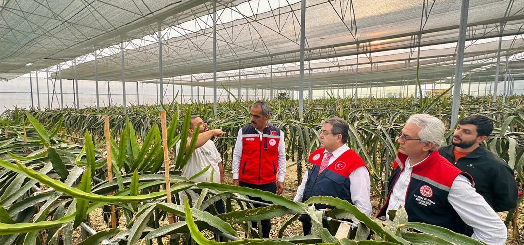 Toroslar’da Ejder Meyvesi Üretimine Yakından Bakış