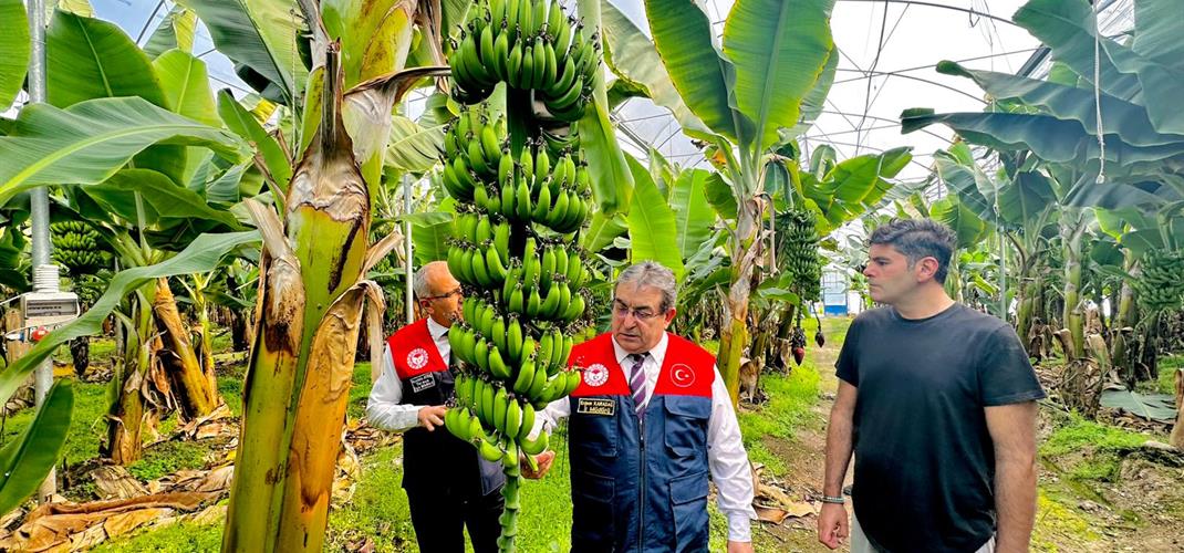 Muz Üretiminde Yerinde İnceleme