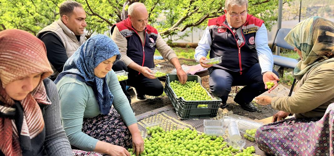 🟢 Mersin Mut’ta Yeşil Elmas Mesaisi: Turfanda Erik Hasadı Başladı! 🟢